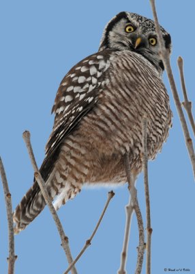 20081213 160 Northern Hawk Owl.jpg