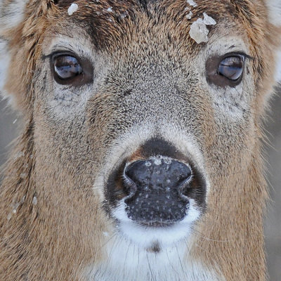20081218 015 White-tailed Deer - SERIES.jpg