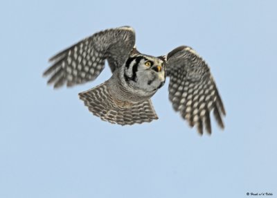 20081216 354 Northern Hawk Owl.jpg