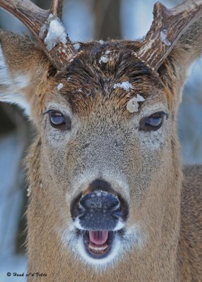 20081218 143 White-tailed Deer - SERIES.jpg