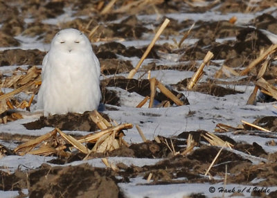 20090106 068 Snowy Owl.jpg