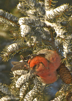 20090114 052 White-winged Crossbill (male - red, female-yellow) - SERIES.jpg