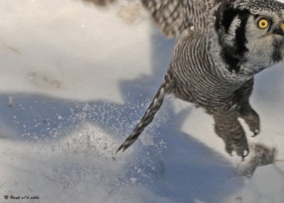 20090112 277 Northern Hawk Owl.jpg