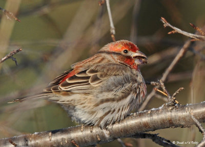 20090112 035 House Finch.jpg