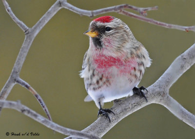 20090114 043 Common Redpoll.jpg