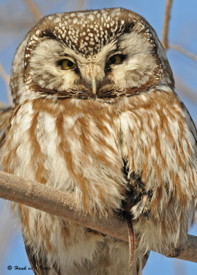 20090127 228 Boreal Owl - SERIES.jpg