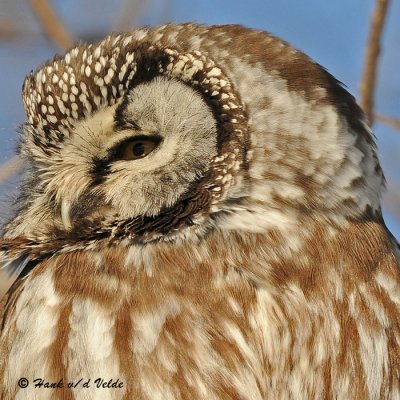 Boreal, Saw-whet & Screech Owls