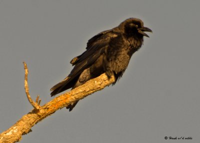 20090115 105 Common Raven - SERIES .jpg