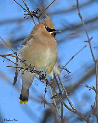 20080329 Cedar Waxwing 048 - SERIES.jpg