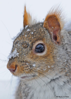 20090131 155 Squirrel - SERIES.jpg