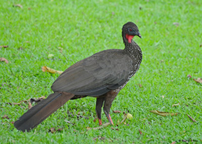 20090212 CR # 2 547 Crested Guan.jpg