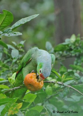 20090212 CR # 1 1832 Red-lored Parrot.jpg