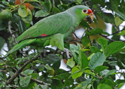 20090212 CR # 1 1860 Red-lored Parrot.jpg
