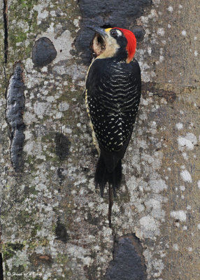 20090212 CR  2 123 Black-cheeked Woodpecker.jpg