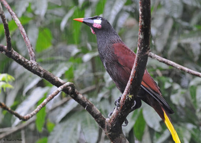 20090212 CR # 1 1477 Oropendola Montezuma.jpg