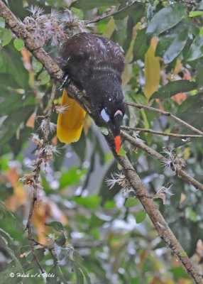 20090212 CR # 1 1496 Oropendolas Montezuma.jpg