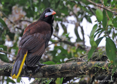 20090212 CR # 1 1689 Oropendolas Montezuma.jpg