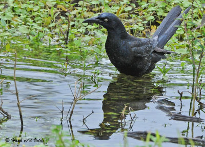 20090212 CR # 2 307 Great-tailed Grackle.jpg