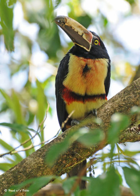 20090212 CR # 1 1367 Collared Aracari SERIES.jpg