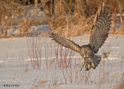 20090224 148 Great Gray Owl.jpg