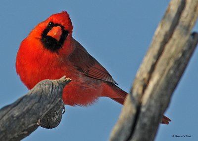 20080324 008 Cardinal (male).jpg