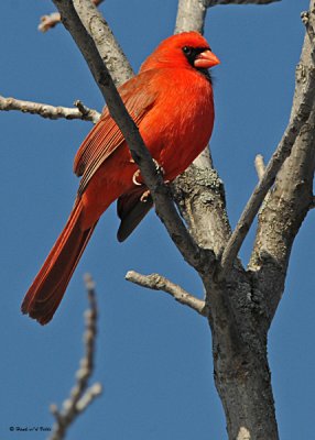 20080407 015 Northern Cardinal (male).jpg