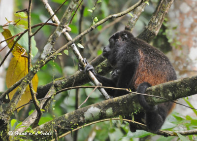 20090212 CR # 1 678 Mantled Howler Monkey SERIES.jpg