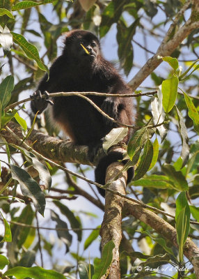 20090212 CR # 1 1235 Mantled Howler Monkey.jpg