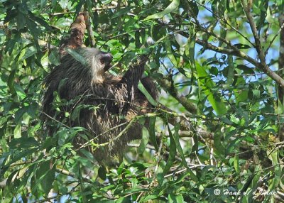 20090212 CR # 1 1027 Two-toed Sloth SERIES.jpg