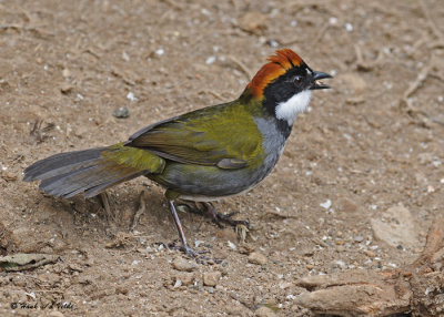 20090212 CR # 1 247 Chestnut-capped Brush-Finch SERIES.jpg