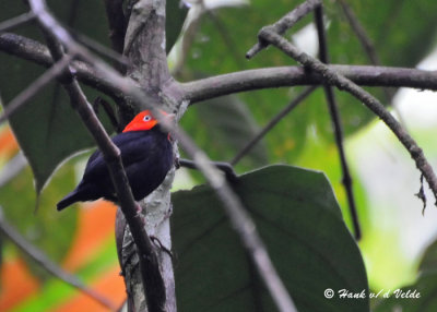 20090212 CR # 1 701 Red-capped Manakin xxx.jpg