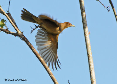 20090212 CR  2 660Clay-colored Robin.jpg