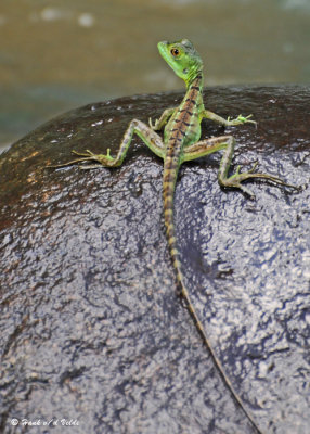 20090212 CR # 1 1465 Lizard.jpg