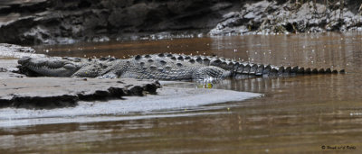 20090212 CR # 1 1191 American Crocodile.jpg