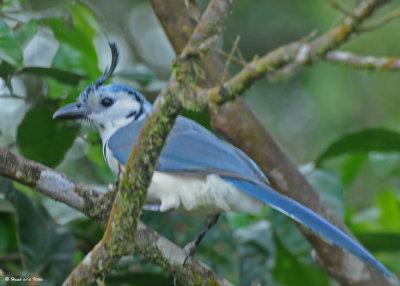 20090212 CR # 2 279 White-throated Magpie-Jay.jpg