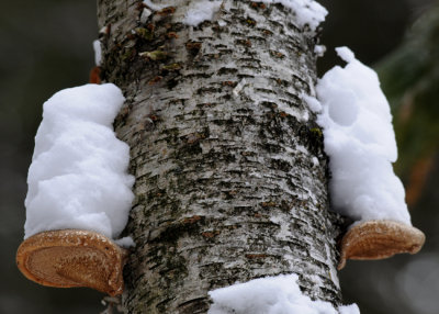 20090123 079 Tree Fungi.jpg