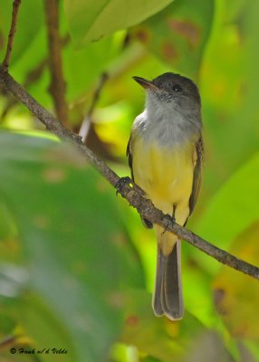 20090212 CR # 1 1425 Great Crested Flycatcher.jpg