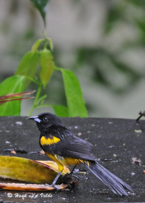 20090212 CR # 1 843 Black-cowled Oriole.jpg