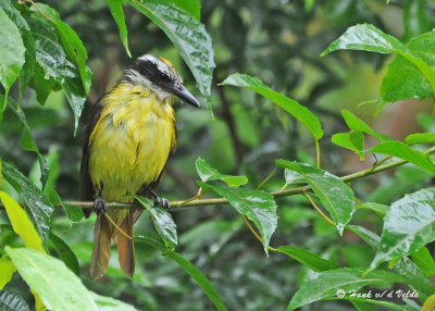 20090212 CR # 1 820 Great Kiskadee.jpg