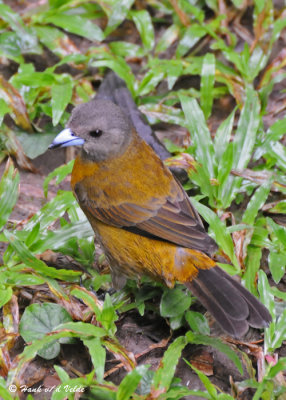 20090212 CR # 1 892 Passerimi's Tanagers (F).jpg