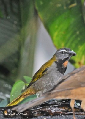 20090212 CR # 1 1487 Buff-throated Saltator.jpg