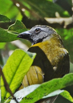 20090212 CR # 3 613 Black-headed Saltator.jpg