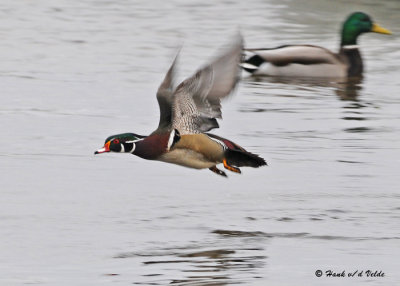 20090327 013 Wood Duck (M).jpg