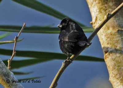 20090212 CR # 2 598 Variable Seedeater.jpg