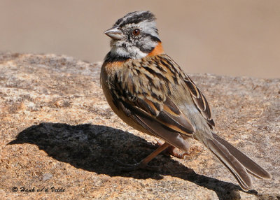 20090212 CR # 3 004 Rufous-collered Sparrow.jpg
