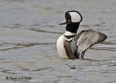 20090331 123 Hooded Merganser.jpg