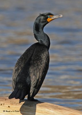 20090402 178 Double-crested Cormorant.jpg