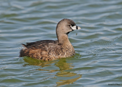 20090414 172 Pied-billed Grebe - SERIES.jpg