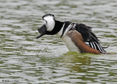 20090420 298 Hooded Merganser(M).jpg