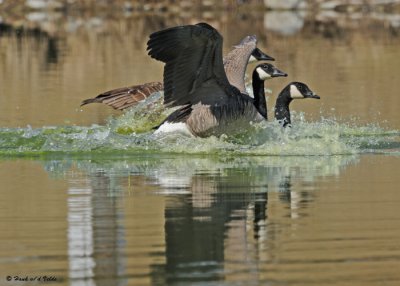 20090416 152 Canada Geese.jpg